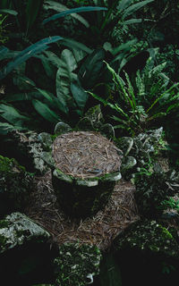 Close-up of lizard on tree in forest