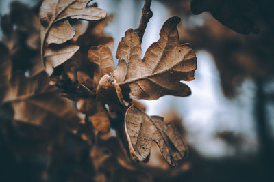 Close-up of dried leaves