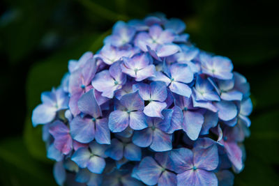 Close-up of purple hydrangea blooming outdoors