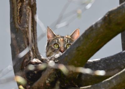 Close-up of cat