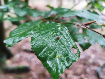Close-up of insect on leaf
