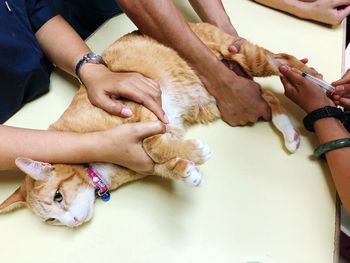 Cropped hands of vet injecting cat in clinic