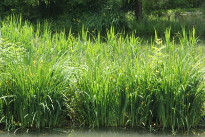 Plants growing outdoors