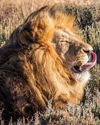 View of lion lying down