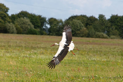 Bird flying over field