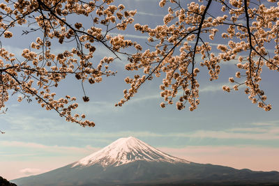 Scenic view of the fuji mountains during cherry blossom at kawaguchiko in tokyo, japan.