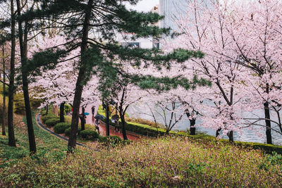 View of cherry trees in park