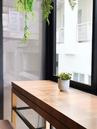 Potted plant on window