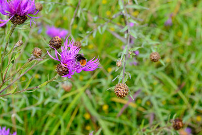 Close-up of bee on purple flowering plant