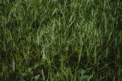 Full frame shot of plants growing on land