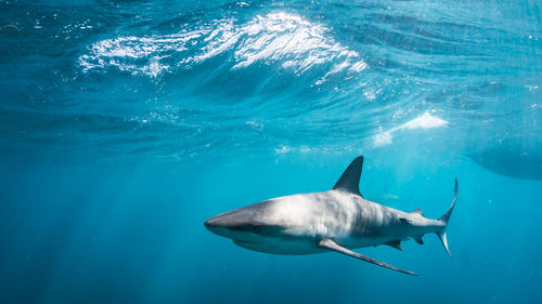 View of fish swimming in sea