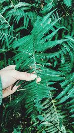 Close-up of green leaf