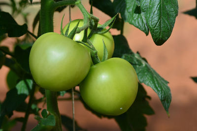 Close-up of tomatoes growing on plant