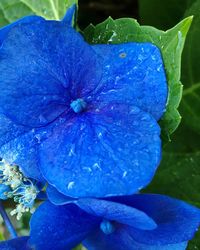 Close-up of water drops on blue flower