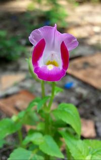 Close-up of pink crocus blooming outdoors