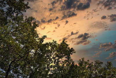 Low angle view of silhouette tree against sky at sunset