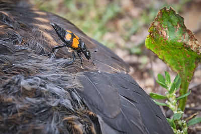 Close-up of birds in nest