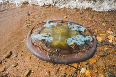 Jewel fish on sea beach. rapilema fish