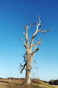Low angle view of a single bare tree against clear blue sky