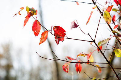 Red and yellow fall leaves with bright white background