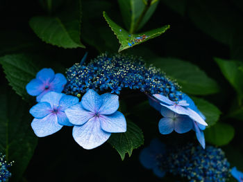 Close-up of blue hydrangea flowers