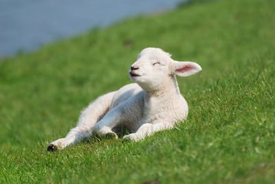 Sheep on a field