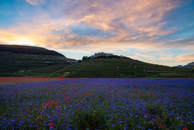 Scenic view of flowering plants on field against sky during sunset