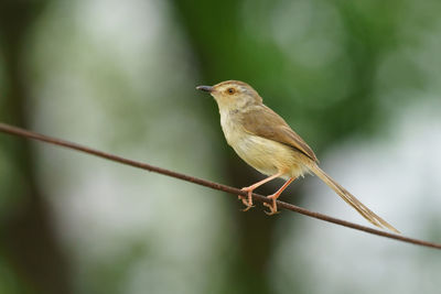 Close-up of bird perching on twig