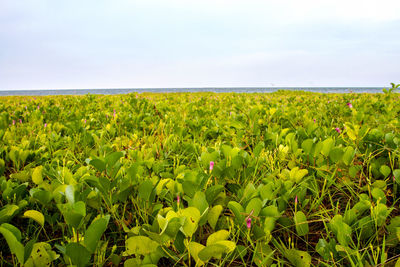 Scenic view of flowering plants on field against sky