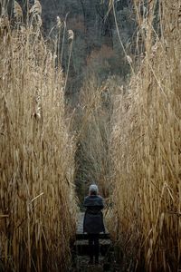 Rear view of woman in high forest of reed 