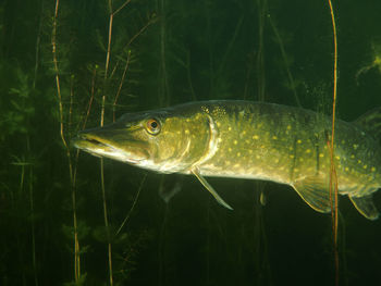 Close-up of fish swimming in sea