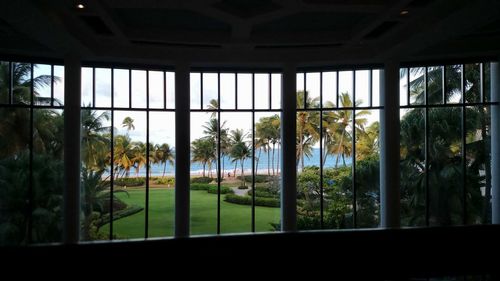 Trees seen through window