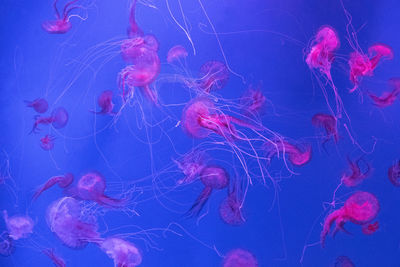 Close-up of jellyfish swimming in water