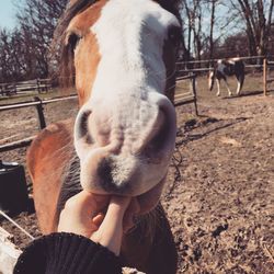 Close-up of hand holding horse on field