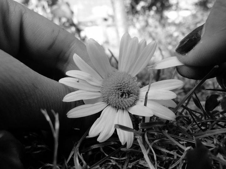 flower, petal, freshness, flower head, fragility, person, pollen, holding, single flower, focus on foreground, close-up, beauty in nature, daisy, growth, part of, blooming, nature