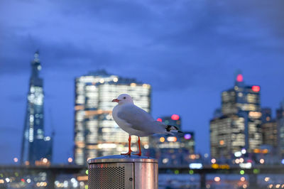 Seagull perching on a building