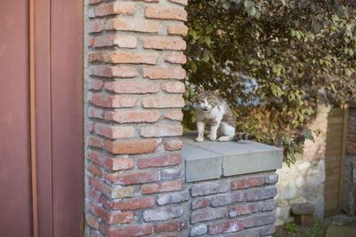 Cat looking at brick wall