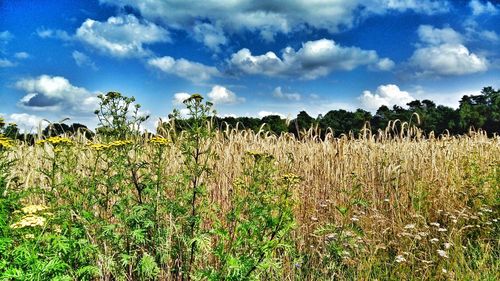 Plants growing on field against sky