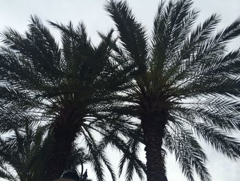 Low angle view of palm trees