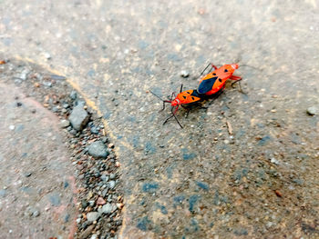 High angle view of ladybug