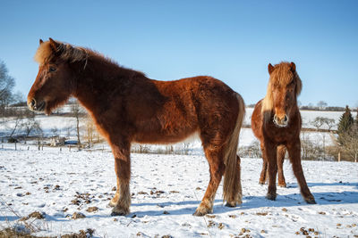 Horses standing on snow field against clear sky