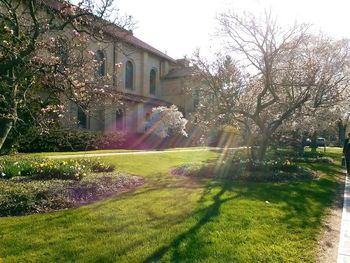 Trees growing in lawn