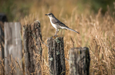 Close-up of bird perching on wooden post