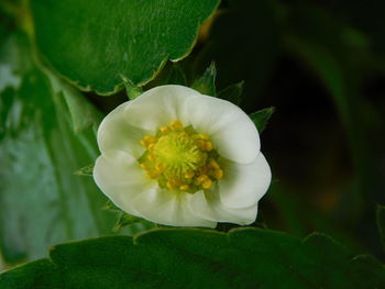 Close-up of white flowering plant