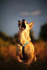 Dog sitting on field