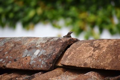 Close-up of lizard on rock