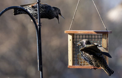 Angry birds. two starling battle by the bird feeder