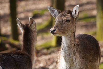 Close-up of deer