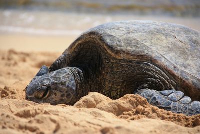 Close-up of plant against blurred background