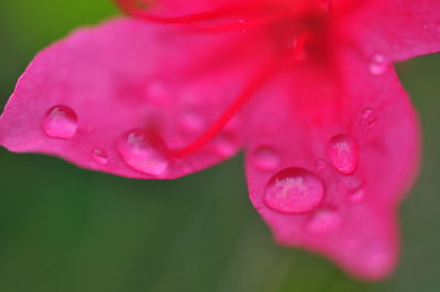 Close-up of water drops on pink flower